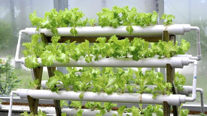 Urban Gardening: Berkebun di Lahan Sempit dengan Hasil Maksimal